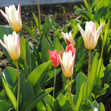 Tulipa kaufmanniana Hope