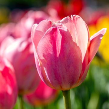 Triumph-Tulpe Préludium