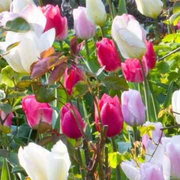 Frühe Einfache Tulpe Christmas Marvel