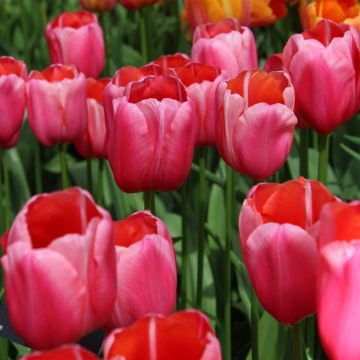 Späte Einfache Tulpe Renown