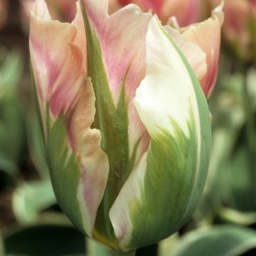 Viridiflora-Tulpe Blushing Artist