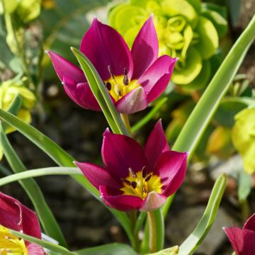 Tulipa humilis Odalisque - Niedrige Tulpe