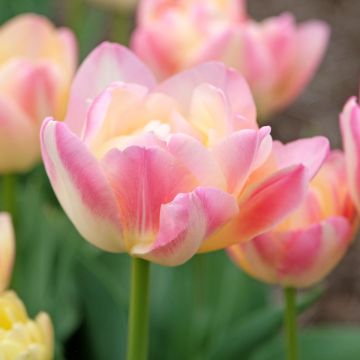Späte Gefüllte Tulpe Crème Up Star
