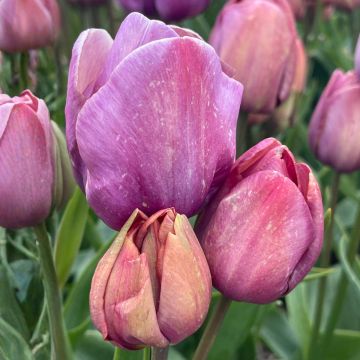 Mehrblütige Tulpe Blue Heaven