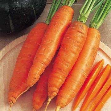 Möhre Bangor (Samen)