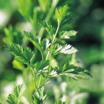 Petersilie - Carum petroselinum