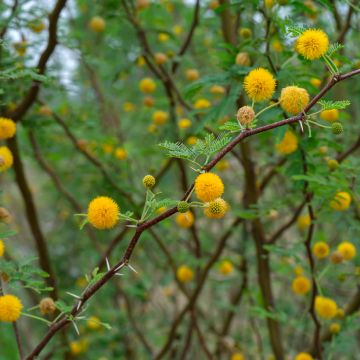 Süße Akazie - Vachellia farnesiana