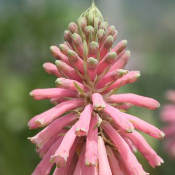 Veltheimia bracteata - Winterrakete