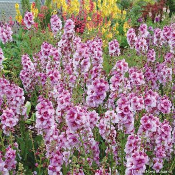 Verbascum Lavender Lass - Königskerze