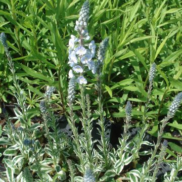 Veronica gentianoides Variegata - Véronique du Caucase