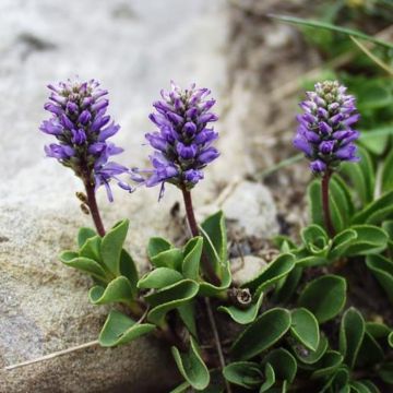 Veronica allionii - Allionis Ehrenpreis