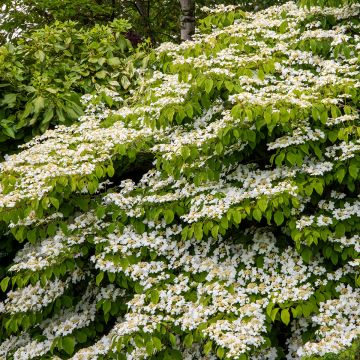 Japanischer Schneeball Mariesii Great Star - Viburnum plicatum
