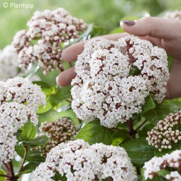 Lorbeerblättriger Schneeball Rock'n Rolla - Viburnum tinus