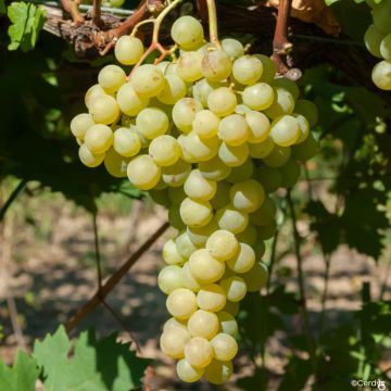 Weinrebe Garant