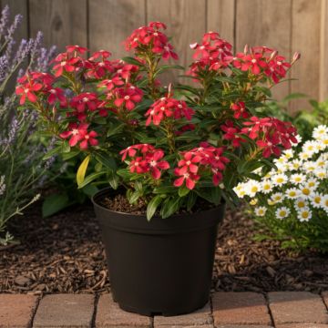 Rosafarbene Catharanthe Soiree Cerise White Eye - Catharanthus roseus
