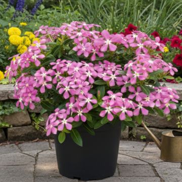 Rosafarbene Catharanthe Soiree Pink White Eye - Catharanthus roseus