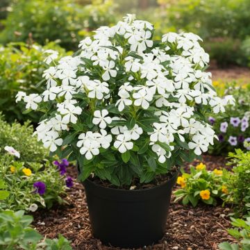 Rosafarbene Catharanthe Soiree White - Catharanthus roseus