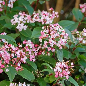 Lorbeerblättriger Schneeball Gwenllian - Viburnum tinus