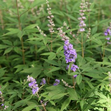 Vitex agnus-castus Queen Bee - Keuschbaum