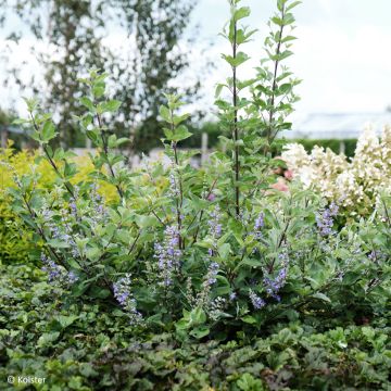 Vitex agnus-castus Chicagoland Blues - Keuschbaum