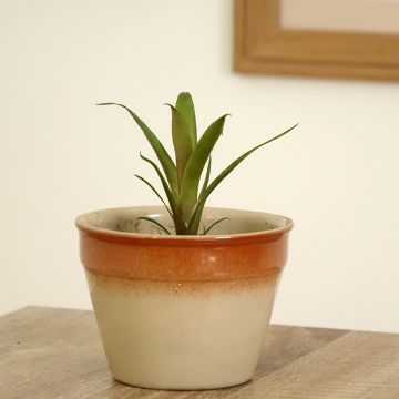 Vriesea Christiane - Flammendes schwert