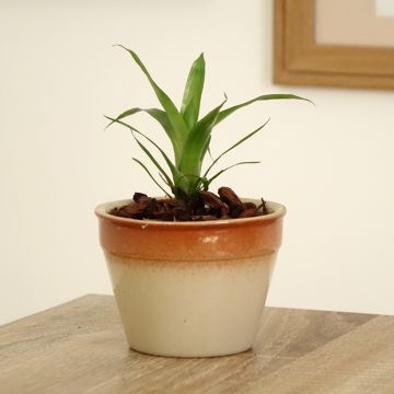 Vriesea Delphinus - Flammendes schwert