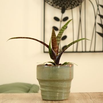 Vriesea Favoriet - Flammendes schwert