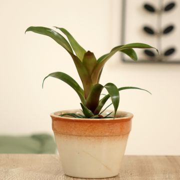 Vriesea Ida - Flammendes schwert