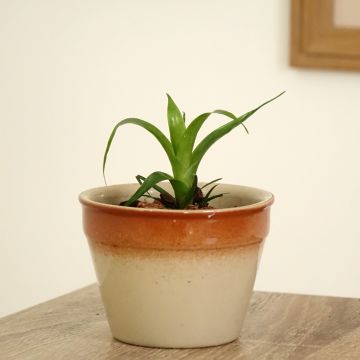 Vriesea Kallisto - Flammendes schwert