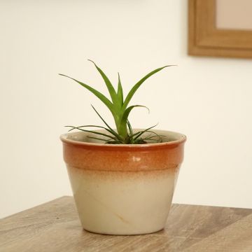 Vriesea Madonna - Flammendes schwert