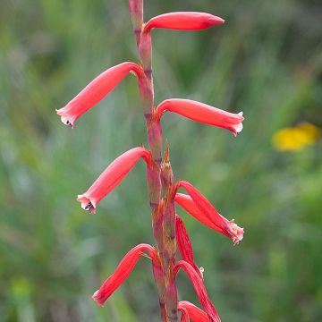 Watsonia aletroides - Watsonie