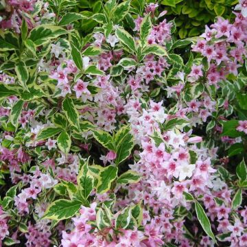 Weigela florida Variegata