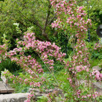 Weigela florida Rosea