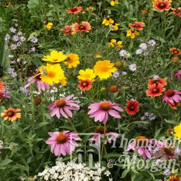 Samen Wildblumen Honigbiene Blumenmischung - Mischung für Bienen