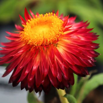 Xerochrysum bracteatum Granvia Red Flame - Garten-Strohblume