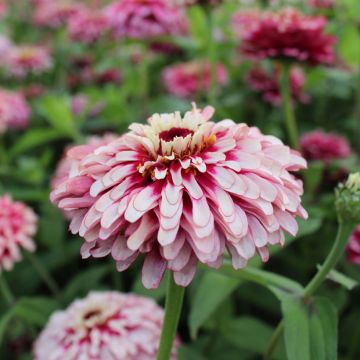 Graines de Zinnia elegans Mazurkia