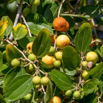 Ziziphus spina-christi - Sidarbaum