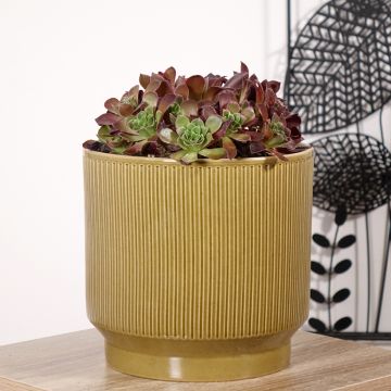 Aeonium arboreum Phoenix Flame