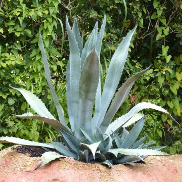 Agave americana - Agave d'Amérique