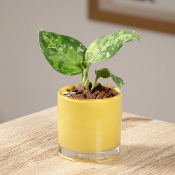 Aglaonema pictum Tricolor - Kolbenfaden