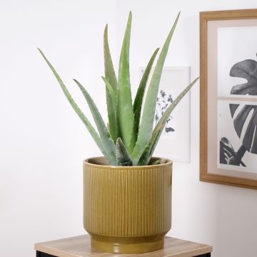 Aloe vera - Echte Aloe