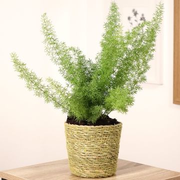 Asparagus densiflorus var. meyeri - Meyers Zierspargel