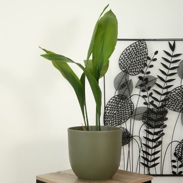 Aspidistra elatior - Schusterpalme