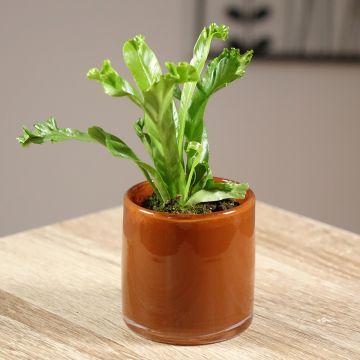 Asplenium antiquum Leslie - Vogel-Nestfarn
