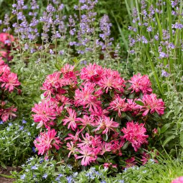 Japanische Azalee  Pink Star - Azalea