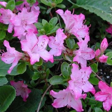 Japanische Azalee Komo Kulshan - Azalea kiusianum