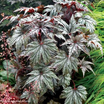 Begonie Garden Angel Silver - Begonia