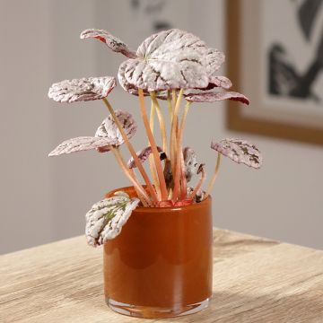 Begonia Rex Chayo - Blattbegonie