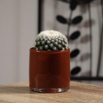 Kaktus - Mammillaria candida