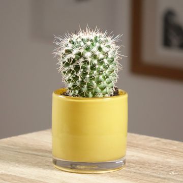 Kaktus - Mammillaria compressa